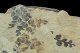 Pennsylvanian Fossil Fern (Sphenopteris) Plate - Kentucky #112934-1